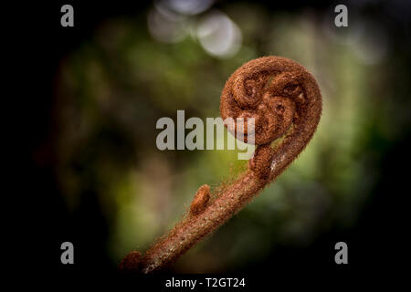 La felce arrotolato crescente nella foresta di pioggia Foto Stock