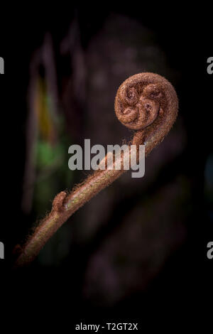 La felce arrotolato crescente nella foresta di pioggia Foto Stock