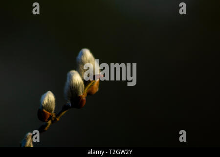 Willow amenti nella calda luce dorata, con sfondo sfocato. Foto Stock