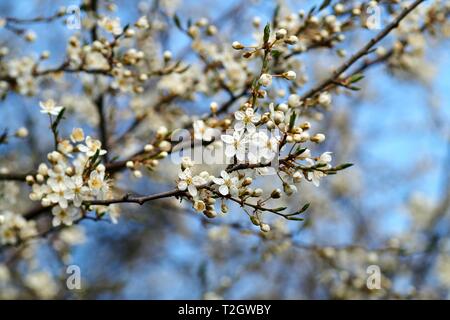 Bella Mirabelles fiorisce in primavera in Germania Foto Stock