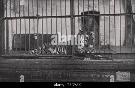 Nel Giardino zoologico : La tigre Foto Stock