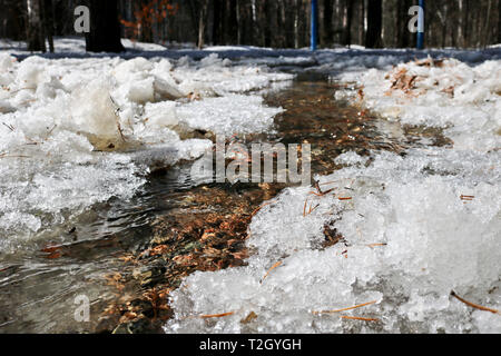 Spring Creek fluisce nella foresta in mezzo a fondere la neve Foto Stock