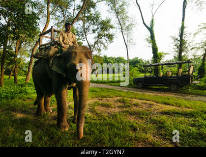 CHITWAN, Nepal - 11 SET 2015: Un mahout pilota e la sua elefante addomesticato a prepararsi per un inizio di mattina di rinoceronte di safari nella riserva nazionale di C Foto Stock