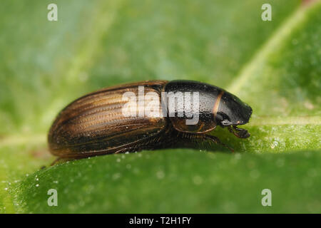 Aphodius sp Dung Beetle in appoggio sulla lamina. Tipperary, Irlanda Foto Stock