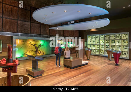 Display del museo nella National Wine Centre of Australia, North Terrace Adelaide, South Australia, Australia Foto Stock