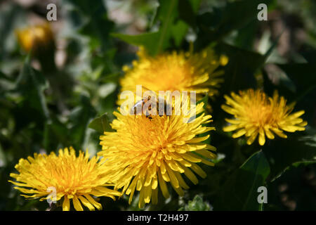 Close-up di bee impollinatori fiore giallo, tarassaco nel verde di un campo di erba in primavera Foto Stock