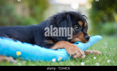King Charles Spaniel cucciolo di 13 settimane di età, England, Regno Unito; Foto Stock