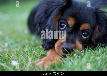 King Charles Spaniel cucciolo di 13 settimane di età, England, Regno Unito; Foto Stock