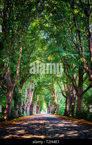 Green avenue con vecchi alberi. Foto Stock