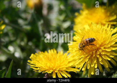 Close-up di bee impollinatori fiore giallo, tarassaco nel verde di un campo di erba in primavera Foto Stock
