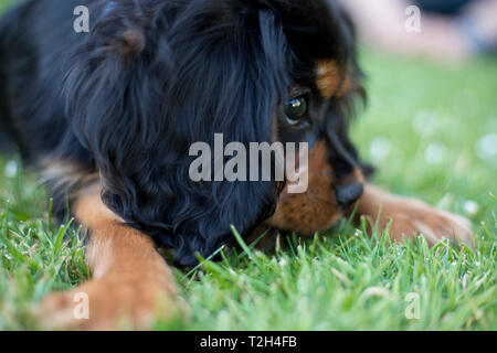 King Charles Spaniel cucciolo di 13 settimane di età, England, Regno Unito; Foto Stock