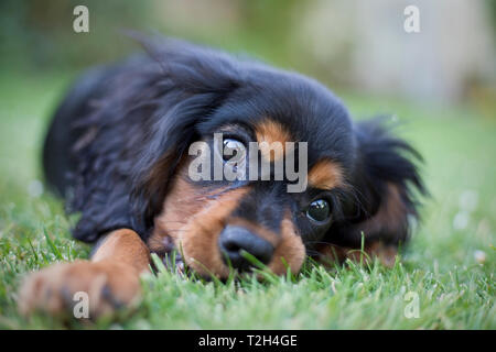 King Charles Spaniel cucciolo di 13 settimane di età, England, Regno Unito; Foto Stock