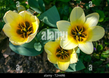 Bella bianca e tulipani gialli con foglie di colore verde, sfondo sfocato nel campo di tulipani o nel giardino sulla molla Foto Stock