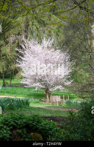 Prunus incisa Fujimae. Giapponese di ciliegio in fiore in Batsford Arboretum, Morton nella palude, Cotswolds, Gloucestershire, Regno Unito Foto Stock