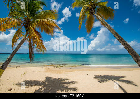 Palme sulla Spratto Hall Beach in Saint Croix, Isole Vergini Americane Foto Stock