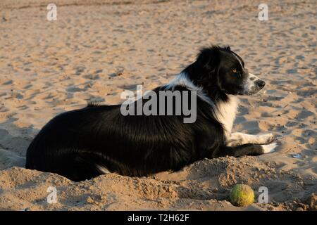 Cane sdraiato su una spiaggia dopo il gioco della palla Foto Stock