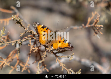 Farfalla monarca su un albero di ginepro Foto Stock