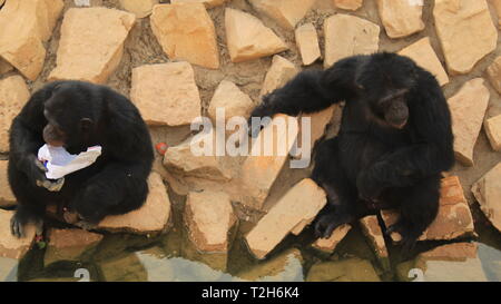 Due scimmie mangiare cibo seduto sulle rocce in uno zoo Foto Stock