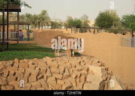 Solo e triste Tiger catturato camminare in uno zoo Foto Stock
