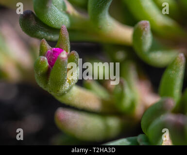 Fiore viola bud su un impianto di ghiaccio Foto Stock
