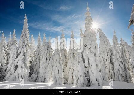 Coperte di neve abeti rossi a Sunshine, Stubenwasen, Todtnauberg, Foresta Nera, Baden-Württemberg, Germania Foto Stock