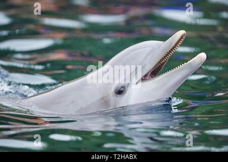 Comune di delfini Bottlenose (Tursiops truncatus), animale ritratto, captive, Germania Foto Stock