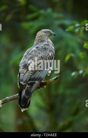 Il miele europeo poiana (Pernis apivorus) seduto su un ramoscello, Foresta Bavarese Nationalpark, Baviera, Germania Foto Stock