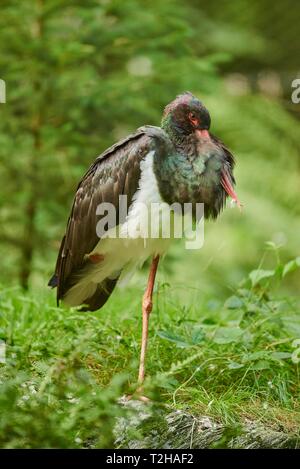 Cicogna Nera (Ciconia nigra) in piedi su una gamba sola, Foresta Bavarese Nationalpark, Baviera, Germania Foto Stock