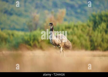 Emu (Dromaius novaehollandiae) camminando su un prato, Australia Foto Stock