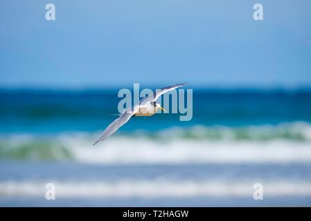 Maggiore crested tern (Thalasseus bergii) in volo, Wilsons Promontory National Park, Victoria, Australien Foto Stock