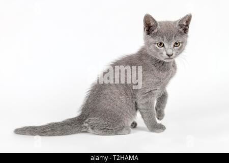 Pedigree gatto blu russo (Felis silvestris catus), 8 settimane, giovani, seduto, laterali, sfondo bianco studio shot, Austria Foto Stock