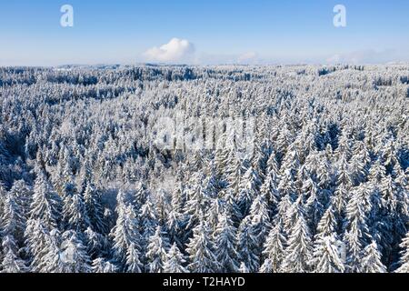 Coperte di neve abeti rossi, foreste di abete rosso, drone shot, Alta Baviera, Baviera, Germania Foto Stock