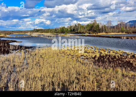 Inondati di estrazione di torba zone sotto il cielo nuvoloso, con la canna di palude (Phragmites australis) e betulle morto (Betula Pubescens), Grundbeckenmoor Foto Stock