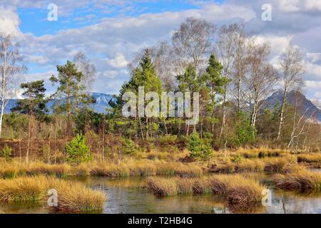 Paesaggio di Moro, interramento moor pond con pini (Pinus sylvestris) e betulle (Betual pubescens), Grundbeckenmoor Nicklheim Prealpi,,, superiore Foto Stock