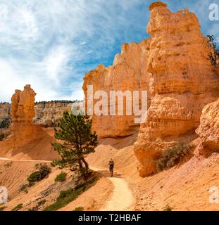 Escursionista sul sentiero Peckaboo, bizzarre formazioni rocciose, rossastro formazioni arenarie, Parco Nazionale di Bryce Canyon, Utah, Stati Uniti d'America Foto Stock