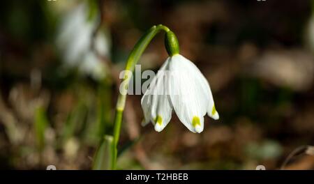 Il simbolo del fiocco di neve di primavera (Leucojum vernum), fiore, Baviera, Germania Foto Stock