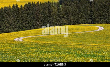 Campo il percorso si snoda attraverso la fioritura tarassaco prato in primavera, Foresta Nera, Baden-Württemberg, Germania Foto Stock