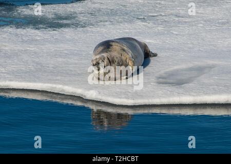 Guarnizione inanellato (Pusa hispida) giacente su un glaçon, Svalbard artico, Norvegia Foto Stock