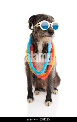 Cane di moda pronta per l'estate vacanze in spiaggia indossando occhiali da sole e le Hawaii lei. Cercando di lato. Isolato su sfondo bianco. Foto Stock