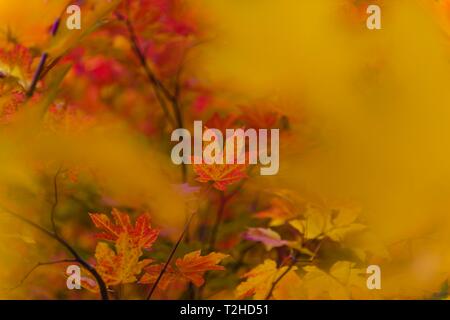 Estate Indiana, giallo arancio e rosse foglie di Acero (Acer), i colori autunnali, Oregon, Stati Uniti d'America Foto Stock