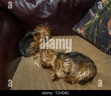 Due piccoli cani di dormire su un divano in interni immagine con spazio copia in formato orizzontale Foto Stock