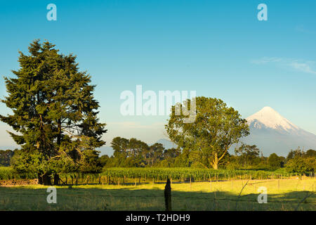 Le colture di mais in fialds intorno al Lago Llanquihue in il cileno Lake District. Foto Stock