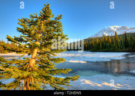 Riflessione congelati Lago e Monte Rainier di sunrise, il Parco Nazionale del Monte Rainier, nello Stato di Washington, USA Foto Stock
