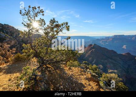 Sun, Sun stella che brilla attraverso una conifera albero a bordo del Grand Canyon, erose paesaggio roccioso, South Rim, il Parco Nazionale del Grand Canyon, Arizona Foto Stock