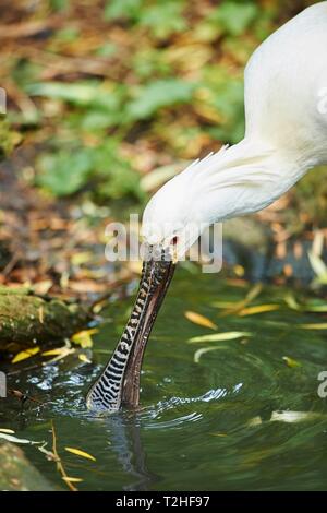 Comune di spatola (Platalea leucorodia) alimentazione in acqua, captive, Repubblica Ceca Foto Stock