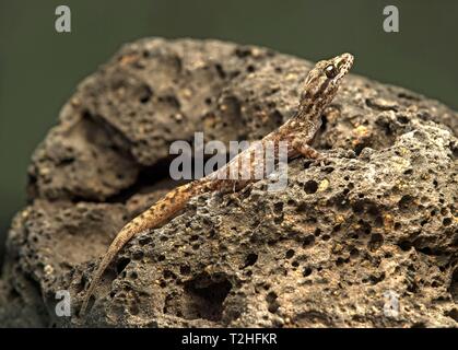 Baur la foglia-toed Gecko (Phyllodactylus rhodohypoxis) sulle rocce laviche, isola Floreana, Isole Galapagos, Ecuador Foto Stock