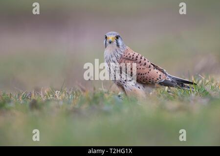 Comune di gheppio (Falco tinnunculus) siede in Wiese, Renania-Palatinato, Germania Foto Stock