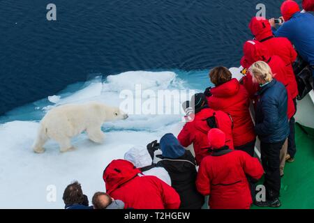 I turisti su una nave vicino a guardare un orso polare (Ursus maritimus) su un glaçon, artiche Svalbard, Norvegia Foto Stock