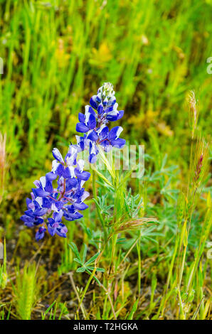 Lupino Mojave (Lupinus Sparsiflorus) nella Antelope Valley California Poppy reserve Foto Stock