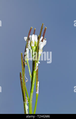 Fiori e semi di Hairy bittercress, Cardamine hirsuta, una piccola erba commestibile. Foto Stock